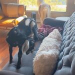 Ian Somerhalder Instagram - Monday mornings in my office… Are a cute and insane mess…