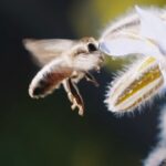 Ian Somerhalder Instagram - Since this week is pollinator week I wanted to share a sneak peek clip from our new movie @commongroundfilm aka CommonGround - the film is about saving our beautiful Earth - it’s a love letter to my kids and to all kids - I am so passionate about this film and I ask everyone to engage with it. I know it will reshape your life by giving you so much hope- more prizes and livestreams coming soon on this - for now here’s the clip from the film about BEES! HEROES. ALL OF THEM.