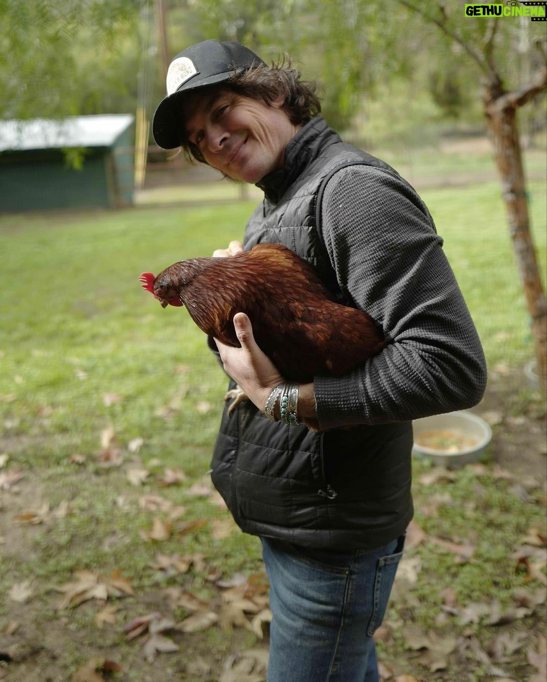 Ian Somerhalder - 1.6 Million Likes - I love this damn chicken. Her name is Cherry Bomb and she pecks me 5 times per day convinced my hands and toes are worms…
I load all babies into our beautiful @featherlitetrailers trailer and head to the farm.
Disconnect to reconnect.
Minimize to maximize.
To connect with nature recalibrates your entire being (soul included) and I can’t recommend it enough. Its imperative. Sunlight, nature, cold, heat, excersise and turning technology off are small gifts you can give to yourself, your family or your company employees. You can always check out and follow @hubermanlab and you can get the best play for your day. He’s really amazing…
Good luck out there everyone. I appreciate you all. Stay kind… 📸 by @nikkireed