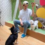 Iang Sittha Sapanuchart Instagram - คาเฟ่หมาชินจุกุ ชิบะห้ามแตะ แต่มองตาแป๋วเลย 🤣🤣