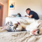 Iggy Rubin Instagram – Detrás de todo gran gato hay un pequeño fulano.
