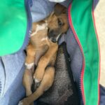 Ilfenesh Hadera Instagram - The things I rope poor Christina into…. . . . Puppy rescue: part I Treasure Beach