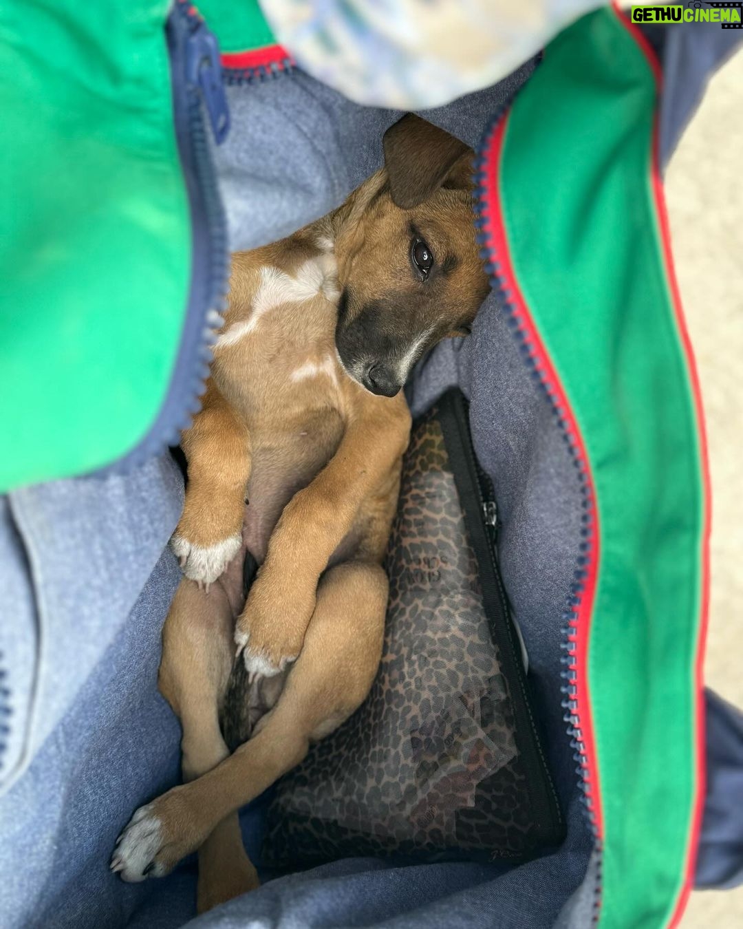 Ilfenesh Hadera Instagram - The things I rope poor Christina into…. . . . Puppy rescue: part I Treasure Beach