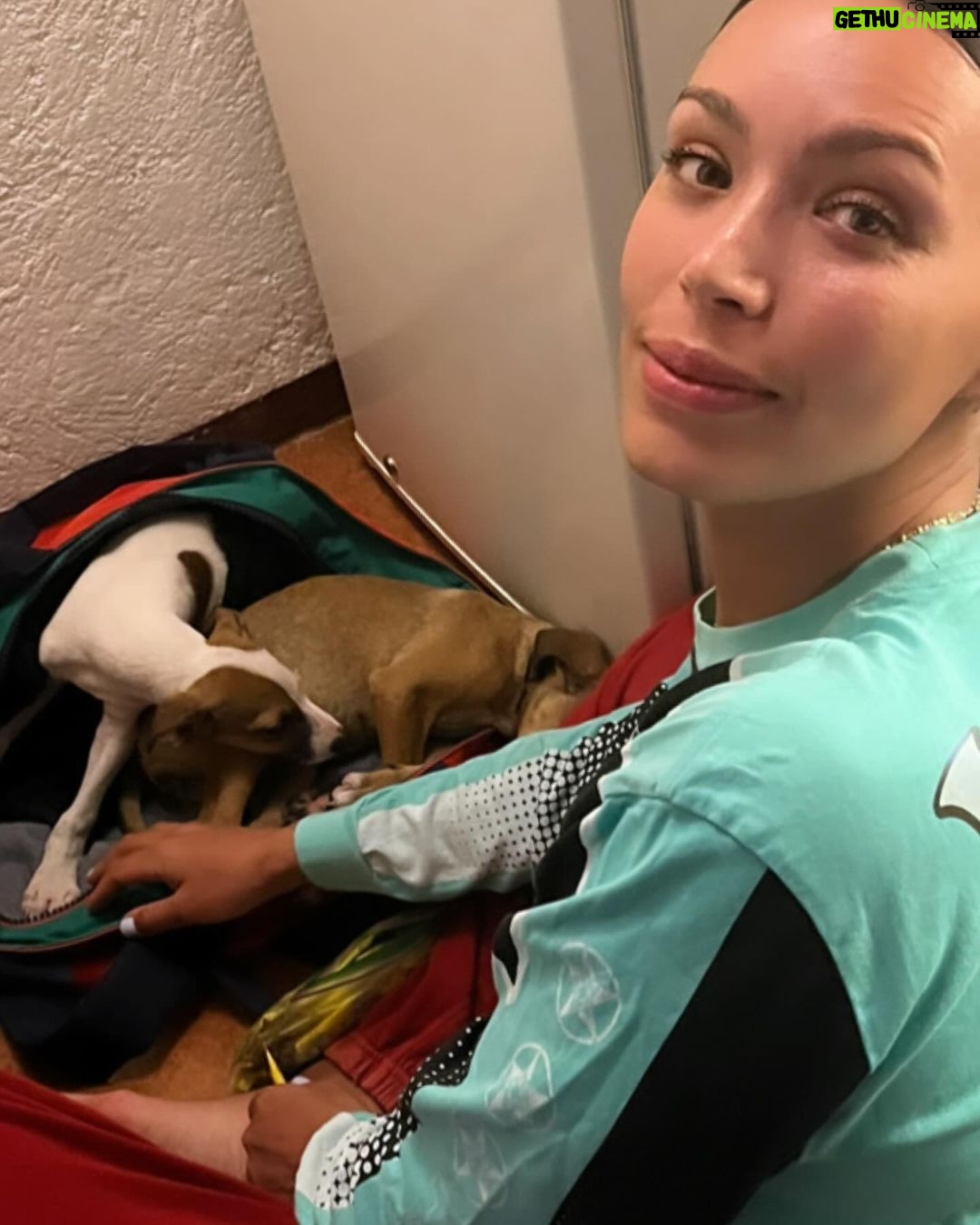 Ilfenesh Hadera Instagram - The things I rope poor Christina into…. . . . Puppy rescue: part I Treasure Beach