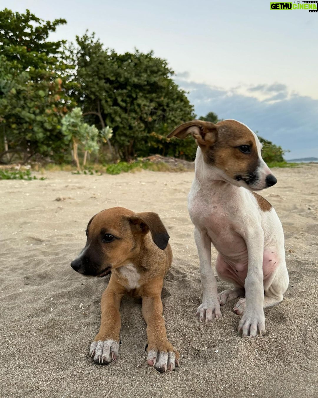 Ilfenesh Hadera Instagram - The things I rope poor Christina into…. . . . Puppy rescue: part I Treasure Beach