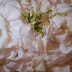 India Mullen Instagram - rose massacre on film