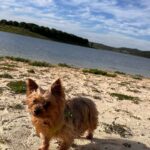 Isabel Angelino Instagram - Sol de inverno no nosso Alentejo 🐶 Bom Fim de Semana a todos 💚 #surymydog peitoral @dogswish_puppia