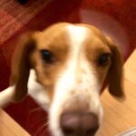 Issei Kobayashi Instagram - . . . プァニイの写真でてきた これほんとに性格でてていい . . . #プァニイ