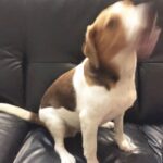 Issei Kobayashi Instagram - . . . 今日はこいつとずっと家の中 . . . #プァニイ