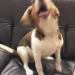 Issei Kobayashi Instagram - . . . 今日はこいつとずっと家の中 . . . #プァニイ