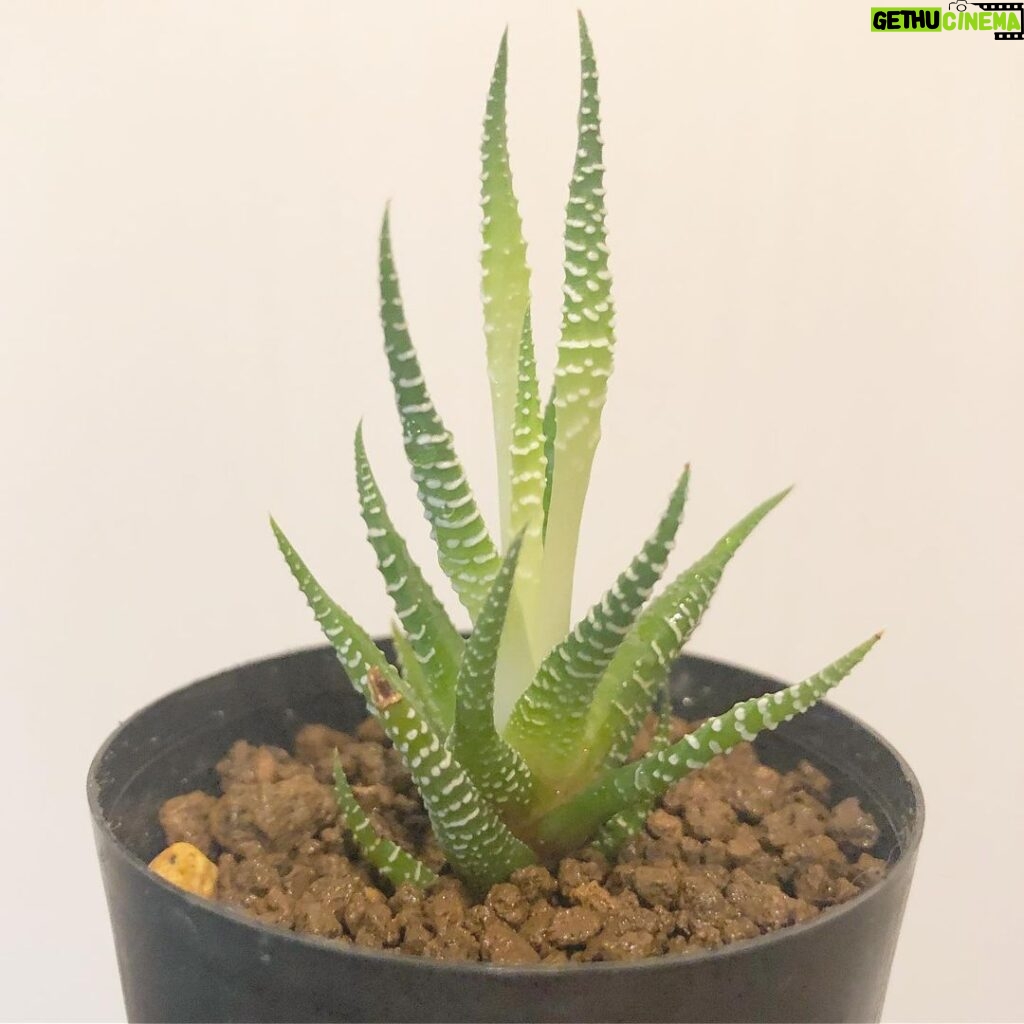 Issei Kobayashi Instagram - . . . おさむさんにもらったこの植物 . . 過去の写真と見比べると まちがいなく育ってる . . . うれぴい . . . #ハオルチアファシアータ