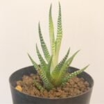Issei Kobayashi Instagram - . . . おさむさんにもらったこの植物 . . 過去の写真と見比べると まちがいなく育ってる . . . うれぴい . . . #ハオルチアファシアータ