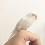 Issei Kobayashi Instagram - . . . 眠そうなパクちゃんです . . . #インコスタグラム