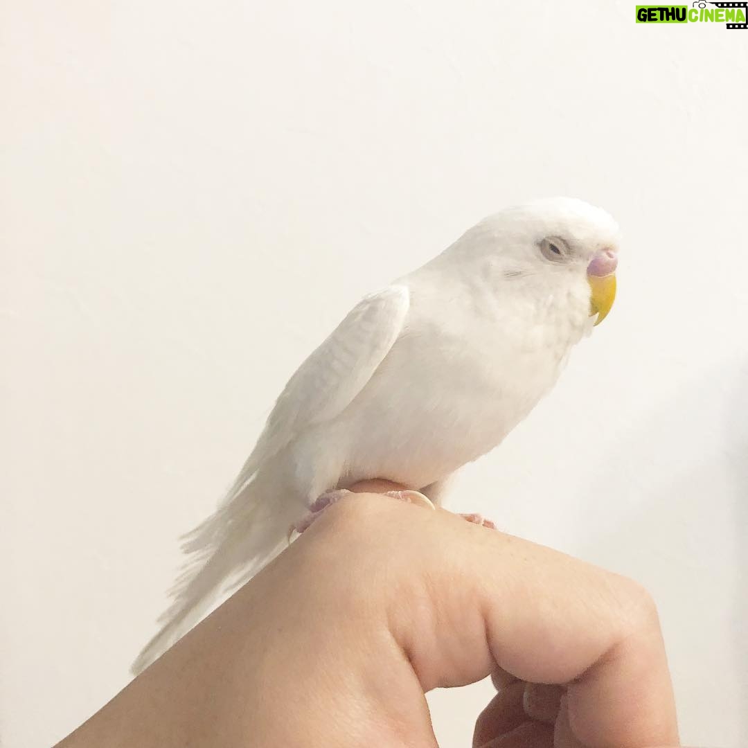 Issei Kobayashi Instagram - . . . 眠そうなパクちゃんです . . . #インコスタグラム
