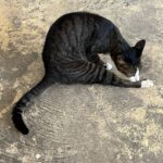 Issei Kobayashi Instagram - 足ピン猫