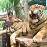 Itô Karin Instagram - . . タイで1番行きたかった タイガーパーク🐅🇹🇭 . もはや大きな猫ちゃん🐈 YouTubeも良かったら見てね☺️ . . #タイ旅行 #一人旅 #tigerpark #パタヤ Tiger PARK Pattaya