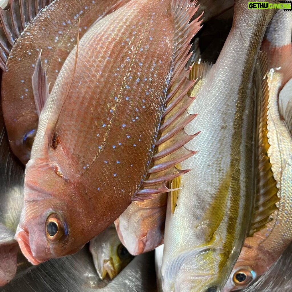 Itô Karin Instagram - . . 釣りをした想い出🎣 大漁だ！🐟 また釣りたい…鯛… . . #釣り