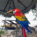 Itzan Escamilla Instagram - maybe to guate Guatemala