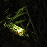 Itziar Ituño Instagram - "Lampyridae" Desagertzeko arriskuan dagoena. Bart, etxe ondoko mendian. Ipurtagia. (Lampyridae about to go extinct. Last night on the mountain next to my house. Beautiful firefly) Luciérnaga A las cinco de la tarde Cuando el resplandor se queda sin brillo y el jardín se sumerge en el último hervor dorado del día oigo el grupo bullicioso de niños que salen a cazar luciérnagas. Corriendo sobre el pasto se dispersan entre los arbustos, gritan su excitación, palpan su deslumbre. Se arma un círculo alrededor de la pequeña que muestra la encendida cuenca de sus manos titilando. Antiguo oficio humano éste de querer atrapar la luz. ¿Te acordás de la última vez que creímos poder iluminar la noche? El tiempo nos ha vaciado de fulgor pero la oscuridad sigue poblada de luciérnagas. (Giocconda Belli) #firefly #ipurtargi #luciernaga #bichodeluz #cocuyo