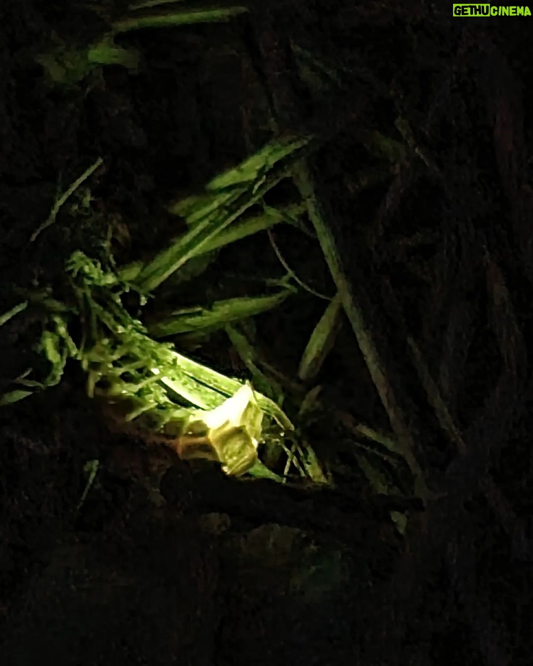 Itziar Ituño Instagram - "Lampyridae" Desagertzeko arriskuan dagoena. Bart, etxe ondoko mendian. Ipurtagia. (Lampyridae about to go extinct. Last night on the mountain next to my house. Beautiful firefly) Luciérnaga A las cinco de la tarde Cuando el resplandor se queda sin brillo y el jardín se sumerge en el último hervor dorado del día oigo el grupo bullicioso de niños que salen a cazar luciérnagas. Corriendo sobre el pasto se dispersan entre los arbustos, gritan su excitación, palpan su deslumbre. Se arma un círculo alrededor de la pequeña que muestra la encendida cuenca de sus manos titilando. Antiguo oficio humano éste de querer atrapar la luz. ¿Te acordás de la última vez que creímos poder iluminar la noche? El tiempo nos ha vaciado de fulgor pero la oscuridad sigue poblada de luciérnagas. (Giocconda Belli) #firefly #ipurtargi #luciernaga #bichodeluz #cocuyo