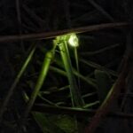 Itziar Ituño Instagram - "Lampyridae" Desagertzeko arriskuan dagoena. Bart, etxe ondoko mendian. Ipurtagia. (Lampyridae about to go extinct. Last night on the mountain next to my house. Beautiful firefly) Luciérnaga A las cinco de la tarde Cuando el resplandor se queda sin brillo y el jardín se sumerge en el último hervor dorado del día oigo el grupo bullicioso de niños que salen a cazar luciérnagas. Corriendo sobre el pasto se dispersan entre los arbustos, gritan su excitación, palpan su deslumbre. Se arma un círculo alrededor de la pequeña que muestra la encendida cuenca de sus manos titilando. Antiguo oficio humano éste de querer atrapar la luz. ¿Te acordás de la última vez que creímos poder iluminar la noche? El tiempo nos ha vaciado de fulgor pero la oscuridad sigue poblada de luciérnagas. (Giocconda Belli) #firefly #ipurtargi #luciernaga #bichodeluz #cocuyo
