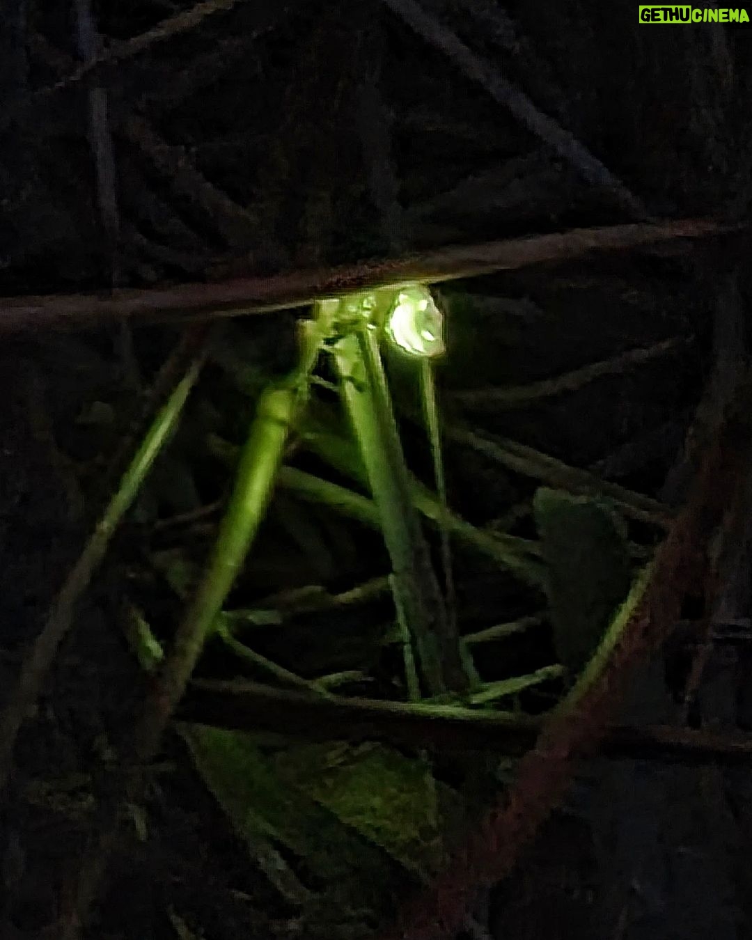Itziar Ituño Instagram - "Lampyridae" Desagertzeko arriskuan dagoena. Bart, etxe ondoko mendian. Ipurtagia. (Lampyridae about to go extinct. Last night on the mountain next to my house. Beautiful firefly) Luciérnaga A las cinco de la tarde Cuando el resplandor se queda sin brillo y el jardín se sumerge en el último hervor dorado del día oigo el grupo bullicioso de niños que salen a cazar luciérnagas. Corriendo sobre el pasto se dispersan entre los arbustos, gritan su excitación, palpan su deslumbre. Se arma un círculo alrededor de la pequeña que muestra la encendida cuenca de sus manos titilando. Antiguo oficio humano éste de querer atrapar la luz. ¿Te acordás de la última vez que creímos poder iluminar la noche? El tiempo nos ha vaciado de fulgor pero la oscuridad sigue poblada de luciérnagas. (Giocconda Belli) #firefly #ipurtargi #luciernaga #bichodeluz #cocuyo