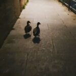 Itziar Ituño Instagram – Rin ibaiaren ertzeko ahate biren istorio laburra.
(Pequeña historia de dos patos a orillas del rio Rin)