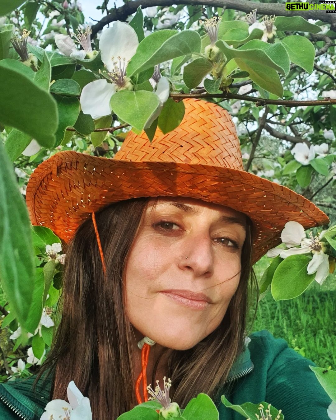 Itziar Ituño Instagram - Irasagarrondo hau fruituz betea ikusi dot maiz. Lehenengo aldia da loretan ikusten dotena eta ikuskizun ederra da. He visto muchas veces éste arbol de membrillo cargado de fruta pero es la primera vez que lo veo en flor. Todo un espectáculo🌸 #selfie #arboldemembrillo #irasagarrondoa