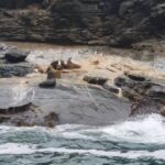 Itziar Ituño Instagram - Fin balea bizirik ikusteak Txileko kostaldeetan sano ta pozik gure sarraskitutako eukal bale txikia "balaena bizcayensis" ekarri doste gogora. Zenbat min animali zoragarri, baketsu eta eder honeri. Ez deurie merezi. "Ni itsas xoria baintz Iparreko izotz lurretarat Joan nintaike hegaldaka Bale itsu gizenen ondotik Itsasoa harro dago Haizeak oro txarrean Eta gu ezin kontsola Etxe goxoa gogoan harturik" (Bale ihizi)/ #ballenafin #chañaraldeaceituno #chile #balaeneabizcayensis #eubalaenaglacialis #baleak Ver las ballenas fin en las costas de Chile, sanas, felices me hizo recordar a nuestra pequeña ballena vasca que exterminamos :"balaenea bizcayensis". Cuanto mal a éste maravilloso, pacífico y bello animal. No lo merecen. "Si yo fuese un ave marina Hacia las tierras heladas del norte Iría volando Junto a las ciegas y enormes ballenas El mar está embravecido Todos los vientos son malos Y nosotr@s sin consuelo Añorando el dulce hogar" Erretratua📸 @psiconaisei