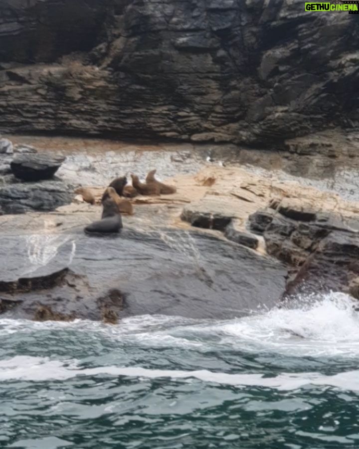 Itziar Ituño Instagram - Fin balea bizirik ikusteak Txileko kostaldeetan sano ta pozik gure sarraskitutako eukal bale txikia "balaena bizcayensis" ekarri doste gogora. Zenbat min animali zoragarri, baketsu eta eder honeri. Ez deurie merezi. "Ni itsas xoria baintz Iparreko izotz lurretarat Joan nintaike hegaldaka Bale itsu gizenen ondotik Itsasoa harro dago Haizeak oro txarrean Eta gu ezin kontsola Etxe goxoa gogoan harturik" (Bale ihizi)/ #ballenafin #chañaraldeaceituno #chile #balaeneabizcayensis #eubalaenaglacialis #baleak Ver las ballenas fin en las costas de Chile, sanas, felices me hizo recordar a nuestra pequeña ballena vasca que exterminamos :"balaenea bizcayensis". Cuanto mal a éste maravilloso, pacífico y bello animal. No lo merecen. "Si yo fuese un ave marina Hacia las tierras heladas del norte Iría volando Junto a las ciegas y enormes ballenas El mar está embravecido Todos los vientos son malos Y nosotr@s sin consuelo Añorando el dulce hogar" Erretratua📸 @psiconaisei