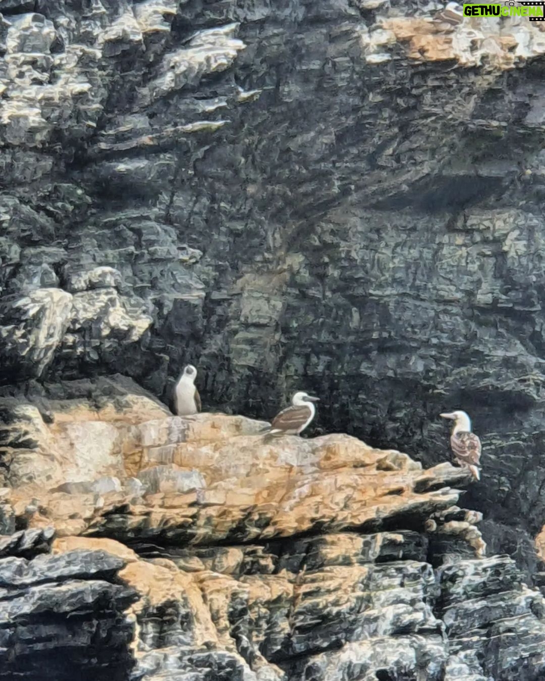 Itziar Ituño Instagram - Fin balea bizirik ikusteak Txileko kostaldeetan sano ta pozik gure sarraskitutako eukal bale txikia "balaena bizcayensis" ekarri doste gogora. Zenbat min animali zoragarri, baketsu eta eder honeri. Ez deurie merezi. "Ni itsas xoria baintz Iparreko izotz lurretarat Joan nintaike hegaldaka Bale itsu gizenen ondotik Itsasoa harro dago Haizeak oro txarrean Eta gu ezin kontsola Etxe goxoa gogoan harturik" (Bale ihizi)/ #ballenafin #chañaraldeaceituno #chile #balaeneabizcayensis #eubalaenaglacialis #baleak Ver las ballenas fin en las costas de Chile, sanas, felices me hizo recordar a nuestra pequeña ballena vasca que exterminamos :"balaenea bizcayensis". Cuanto mal a éste maravilloso, pacífico y bello animal. No lo merecen. "Si yo fuese un ave marina Hacia las tierras heladas del norte Iría volando Junto a las ciegas y enormes ballenas El mar está embravecido Todos los vientos son malos Y nosotr@s sin consuelo Añorando el dulce hogar" Erretratua📸 @psiconaisei