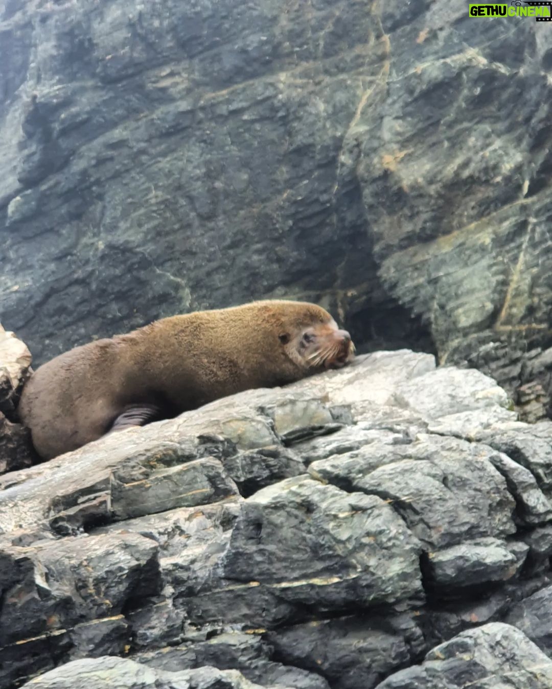Itziar Ituño Instagram - Fin balea bizirik ikusteak Txileko kostaldeetan sano ta pozik gure sarraskitutako eukal bale txikia "balaena bizcayensis" ekarri doste gogora. Zenbat min animali zoragarri, baketsu eta eder honeri. Ez deurie merezi. "Ni itsas xoria baintz Iparreko izotz lurretarat Joan nintaike hegaldaka Bale itsu gizenen ondotik Itsasoa harro dago Haizeak oro txarrean Eta gu ezin kontsola Etxe goxoa gogoan harturik" (Bale ihizi)/ #ballenafin #chañaraldeaceituno #chile #balaeneabizcayensis #eubalaenaglacialis #baleak Ver las ballenas fin en las costas de Chile, sanas, felices me hizo recordar a nuestra pequeña ballena vasca que exterminamos :"balaenea bizcayensis". Cuanto mal a éste maravilloso, pacífico y bello animal. No lo merecen. "Si yo fuese un ave marina Hacia las tierras heladas del norte Iría volando Junto a las ciegas y enormes ballenas El mar está embravecido Todos los vientos son malos Y nosotr@s sin consuelo Añorando el dulce hogar" Erretratua📸 @psiconaisei