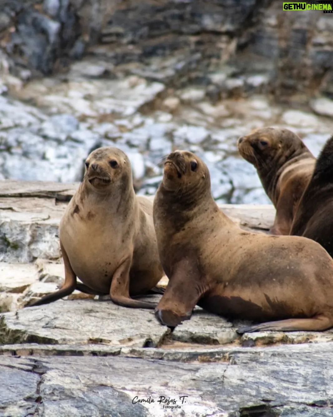 Itziar Ituño Instagram - Fin balea bizirik ikusteak Txileko kostaldeetan sano ta pozik gure sarraskitutako eukal bale txikia "balaena bizcayensis" ekarri doste gogora. Zenbat min animali zoragarri, baketsu eta eder honeri. Ez deurie merezi. "Ni itsas xoria baintz Iparreko izotz lurretarat Joan nintaike hegaldaka Bale itsu gizenen ondotik Itsasoa harro dago Haizeak oro txarrean Eta gu ezin kontsola Etxe goxoa gogoan harturik" (Bale ihizi)/ #ballenafin #chañaraldeaceituno #chile #balaeneabizcayensis #eubalaenaglacialis #baleak Ver las ballenas fin en las costas de Chile, sanas, felices me hizo recordar a nuestra pequeña ballena vasca que exterminamos :"balaenea bizcayensis". Cuanto mal a éste maravilloso, pacífico y bello animal. No lo merecen. "Si yo fuese un ave marina Hacia las tierras heladas del norte Iría volando Junto a las ciegas y enormes ballenas El mar está embravecido Todos los vientos son malos Y nosotr@s sin consuelo Añorando el dulce hogar" Erretratua📸 @psiconaisei