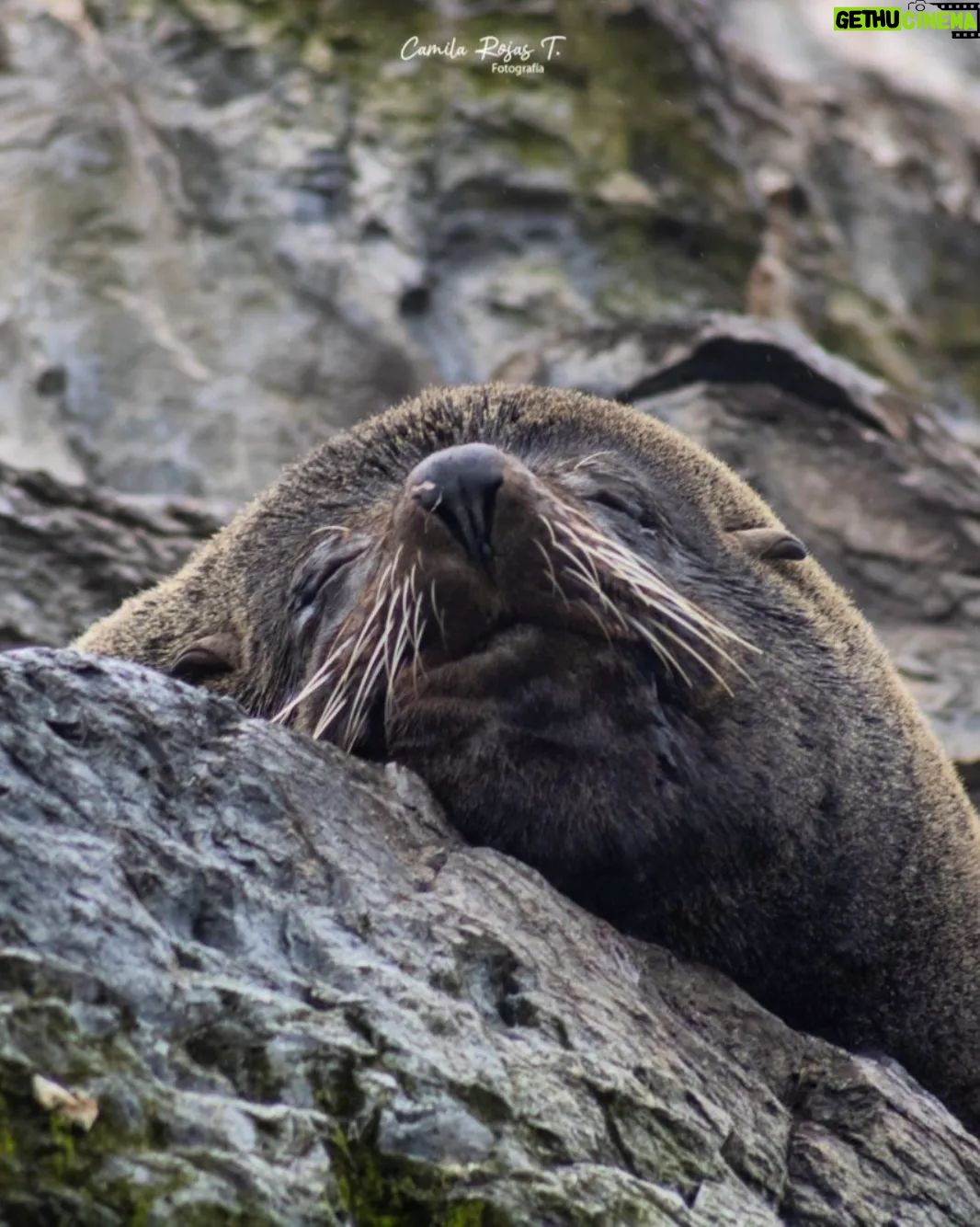 Itziar Ituño Instagram - Fin balea bizirik ikusteak Txileko kostaldeetan sano ta pozik gure sarraskitutako eukal bale txikia "balaena bizcayensis" ekarri doste gogora. Zenbat min animali zoragarri, baketsu eta eder honeri. Ez deurie merezi. "Ni itsas xoria baintz Iparreko izotz lurretarat Joan nintaike hegaldaka Bale itsu gizenen ondotik Itsasoa harro dago Haizeak oro txarrean Eta gu ezin kontsola Etxe goxoa gogoan harturik" (Bale ihizi)/ #ballenafin #chañaraldeaceituno #chile #balaeneabizcayensis #eubalaenaglacialis #baleak Ver las ballenas fin en las costas de Chile, sanas, felices me hizo recordar a nuestra pequeña ballena vasca que exterminamos :"balaenea bizcayensis". Cuanto mal a éste maravilloso, pacífico y bello animal. No lo merecen. "Si yo fuese un ave marina Hacia las tierras heladas del norte Iría volando Junto a las ciegas y enormes ballenas El mar está embravecido Todos los vientos son malos Y nosotr@s sin consuelo Añorando el dulce hogar" Erretratua📸 @psiconaisei