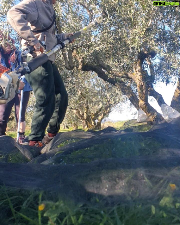 Itziar Ituño Instagram - Oliben azken eguna. Lortu egin dogu✊️ (1830 kilo)🤩✊️