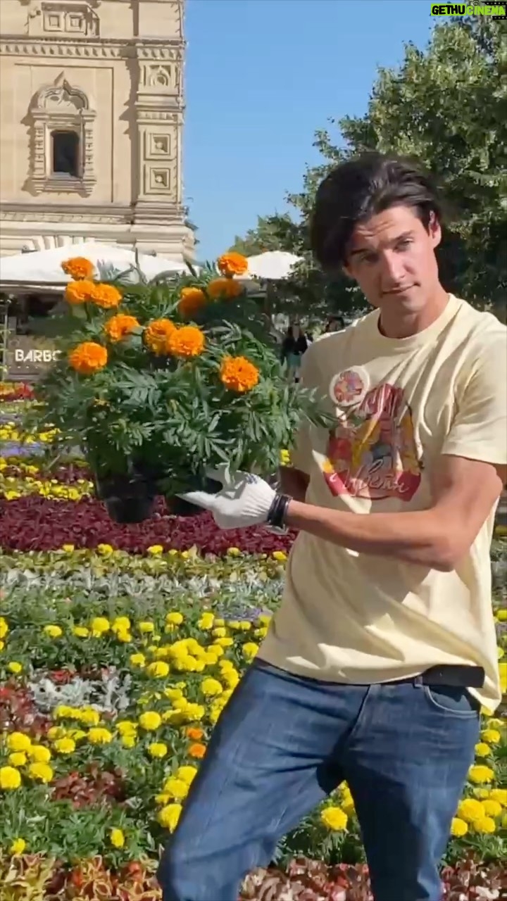 Ivan Zhvakin Instagram - Не первый раз принимаю участие в ежегодном мероприятие – фестивале цветов в ГУМе. И как обычно, своим флористическим разнообразием ГУМ не уступает настоящему ботаническому саду: специально для фестиваля было выращено множество цветов, которые украсят здание ГУМа изнутри и снаружи, вдоль всех линий универмага появятся и розовые колеусы, и сиреневые агератумы, лимонные и оранжевые тагетисы, красные и белые бегонии, нежно-розовые сурфинии. Сотни оттенков и множество сортов – пройти мимо настоящего сада на Красной площади точно не получится. Так и что я посадил?) За приглашение спасибо @bosco_di_ciliegi #иванжвакин #молодежка #гум #краснаяплощадь #боскодичильеджи