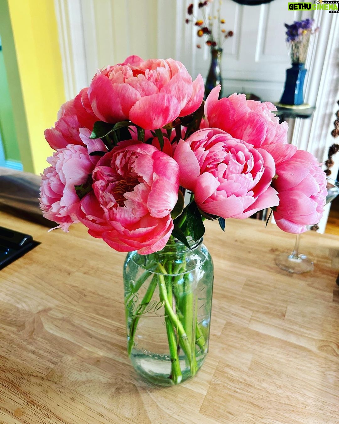 Ivy Winters Instagram - I was surprised with a delivery of the most beautiful peonies from my friends at @harmonyhrvst yesterday. These ladies know how to grow flowers! If you’re not familiar with them go check out their page and website. Either their funny memes or their beautiful bouquets will make ya smile. #harmonyharvest #peonies #friends #flowerdelivery #flowers #femalebuisness