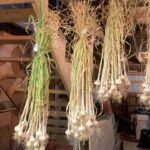 Ivy Winters Instagram - Garlic harvest! Little late on posting but here it is! Planted 8 different varieties and my favorite is the Armenian garlic. The cloves are huge and the flavor is bangin! Thank you @venkimk for helping me clean and prep the bulbs for curing! My barn smells so good! 😛 #garlic #garlicscapes #harvest #homogrown #hangdry #gogrowsomething