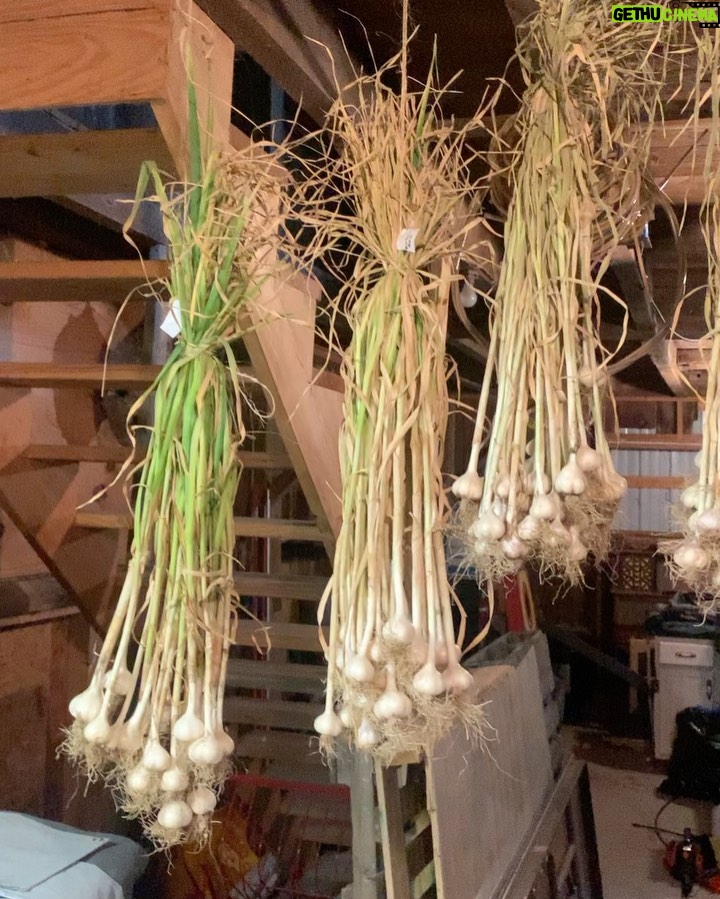 Ivy Winters Instagram - Garlic harvest! Little late on posting but here it is! Planted 8 different varieties and my favorite is the Armenian garlic. The cloves are huge and the flavor is bangin! Thank you @venkimk for helping me clean and prep the bulbs for curing! My barn smells so good! 😛 #garlic #garlicscapes #harvest #homogrown #hangdry #gogrowsomething