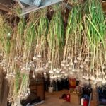 Ivy Winters Instagram - Garlic harvest! Little late on posting but here it is! Planted 8 different varieties and my favorite is the Armenian garlic. The cloves are huge and the flavor is bangin! Thank you @venkimk for helping me clean and prep the bulbs for curing! My barn smells so good! 😛 #garlic #garlicscapes #harvest #homogrown #hangdry #gogrowsomething