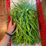 Ivy Winters Instagram - Garlic harvest! Little late on posting but here it is! Planted 8 different varieties and my favorite is the Armenian garlic. The cloves are huge and the flavor is bangin! Thank you @venkimk for helping me clean and prep the bulbs for curing! My barn smells so good! 😛 #garlic #garlicscapes #harvest #homogrown #hangdry #gogrowsomething