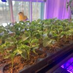 Ivy Winters Instagram - So many babies!! I love this time of year. Garlic is sprouting out of the ground as well as all those lovely spring flowers. I started my first tray of seeds March 1st and have been going full steam ahead ever since. Starting to run out of space! No matter how many grow lights you have you always need more 😛😂. Any one else seed starting?! #gogrowsomething #garden #garlic #tulips #seed #seedstart #growlight #kale #dahlia #dahliacuttings #peppers #eggplant #tomato #calendula #craspedia #strawflower #basil #garlicchive #parsley #tomatillo #canterburybells #statice #amaranth #shastadaisy