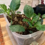 Ivy Winters Instagram - So many babies!! I love this time of year. Garlic is sprouting out of the ground as well as all those lovely spring flowers. I started my first tray of seeds March 1st and have been going full steam ahead ever since. Starting to run out of space! No matter how many grow lights you have you always need more 😛😂. Any one else seed starting?! #gogrowsomething #garden #garlic #tulips #seed #seedstart #growlight #kale #dahlia #dahliacuttings #peppers #eggplant #tomato #calendula #craspedia #strawflower #basil #garlicchive #parsley #tomatillo #canterburybells #statice #amaranth #shastadaisy