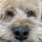 Ivy Winters Instagram - We had to say goodbye to our little girl suddenly yesterday morning. My heart is in so much pain. My dear sweet Charley, we love you forever. Thank you for bringing so much joy into our lives. Thank you for always being there when we needed a cuddle. Thank you for being the best friend anyone could ever ask for.