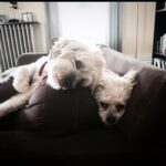 Ivy Winters Instagram - We had to say goodbye to our little girl suddenly yesterday morning. My heart is in so much pain. My dear sweet Charley, we love you forever. Thank you for bringing so much joy into our lives. Thank you for always being there when we needed a cuddle. Thank you for being the best friend anyone could ever ask for.