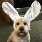 Ivy Winters Instagram - We had to say goodbye to our little girl suddenly yesterday morning. My heart is in so much pain. My dear sweet Charley, we love you forever. Thank you for bringing so much joy into our lives. Thank you for always being there when we needed a cuddle. Thank you for being the best friend anyone could ever ask for.