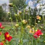 Ivy Winters Instagram - Collecting and harvesting Dahlia seed pods! Once these pods fully dry out I’ll separate the seeds from the husks and store them for next year. The last video is a quick scan of what my garden looks like at the moment. I’ve been planting garlic like crazy and I’m almost done! #garden #dahlia #seed #seedpods #diy #harvest #green #flower #life