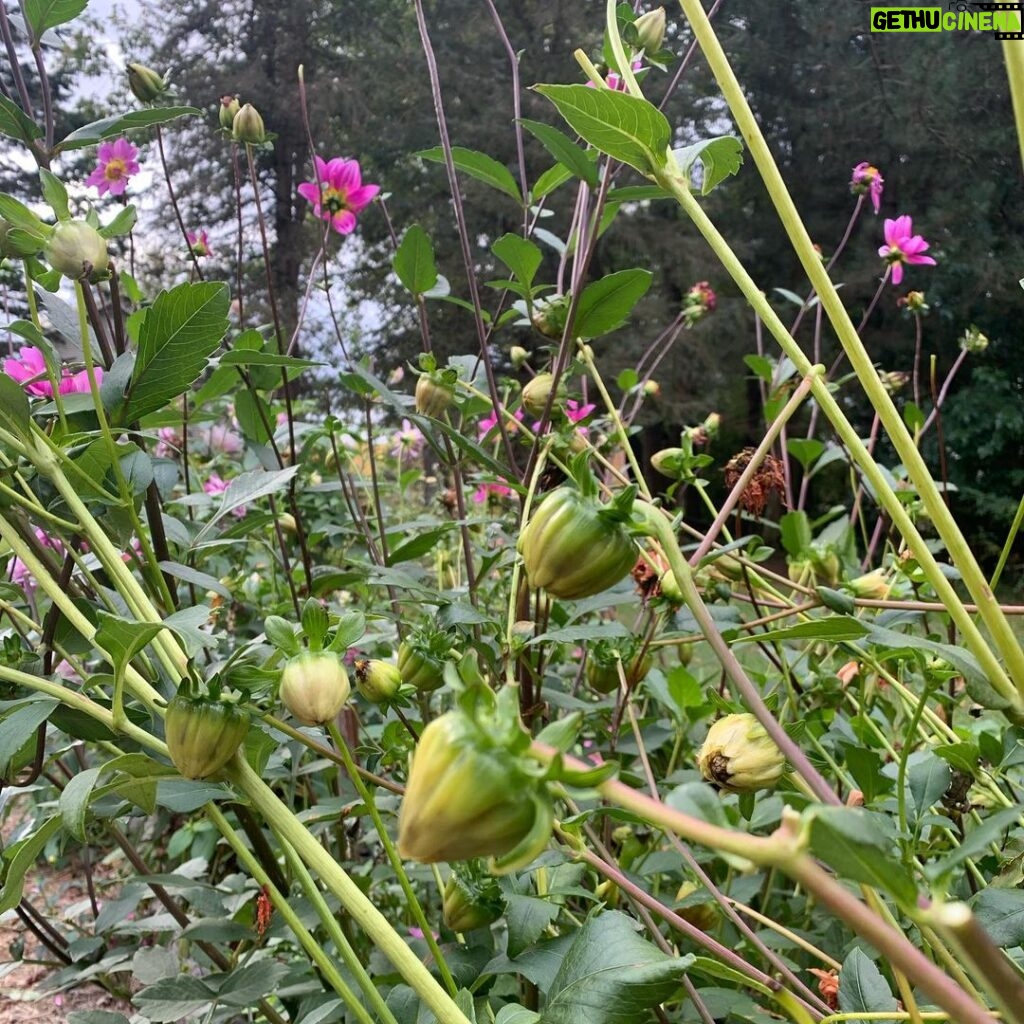 Ivy Winters Instagram - Collecting and harvesting Dahlia seed pods! Once these pods fully dry out I’ll separate the seeds from the husks and store them for next year. The last video is a quick scan of what my garden looks like at the moment. I’ve been planting garlic like crazy and I’m almost done! #garden #dahlia #seed #seedpods #diy #harvest #green #flower #life