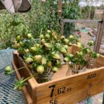 Ivy Winters Instagram - Collecting and harvesting Dahlia seed pods! Once these pods fully dry out I’ll separate the seeds from the husks and store them for next year. The last video is a quick scan of what my garden looks like at the moment. I’ve been planting garlic like crazy and I’m almost done! #garden #dahlia #seed #seedpods #diy #harvest #green #flower #life