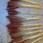 Ivy Winters Instagram - Adventures in broom making part 2! I loved this project and can’t wait to make more…. Might turn my mud room into a broom parking garage for all my flying friends 😛 Any broom makers out there? #broomcorn #broommaker #broom #kitchenbroom #cobbroom #cobweb #diy #weave #broomstick #halloween #flyaway